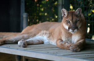 mountain lion facts