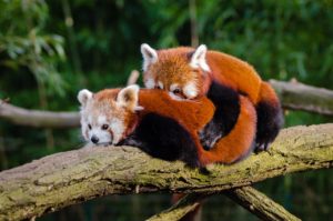 red pandas facts