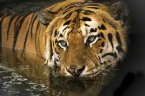 bengal tiger facts