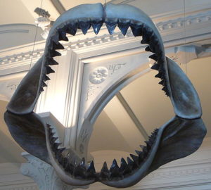 Megalodon Facts