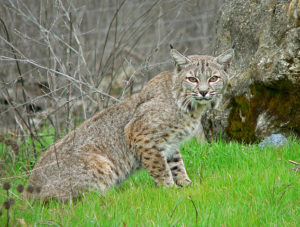 bobcat facts