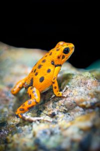 poison dart frog facts