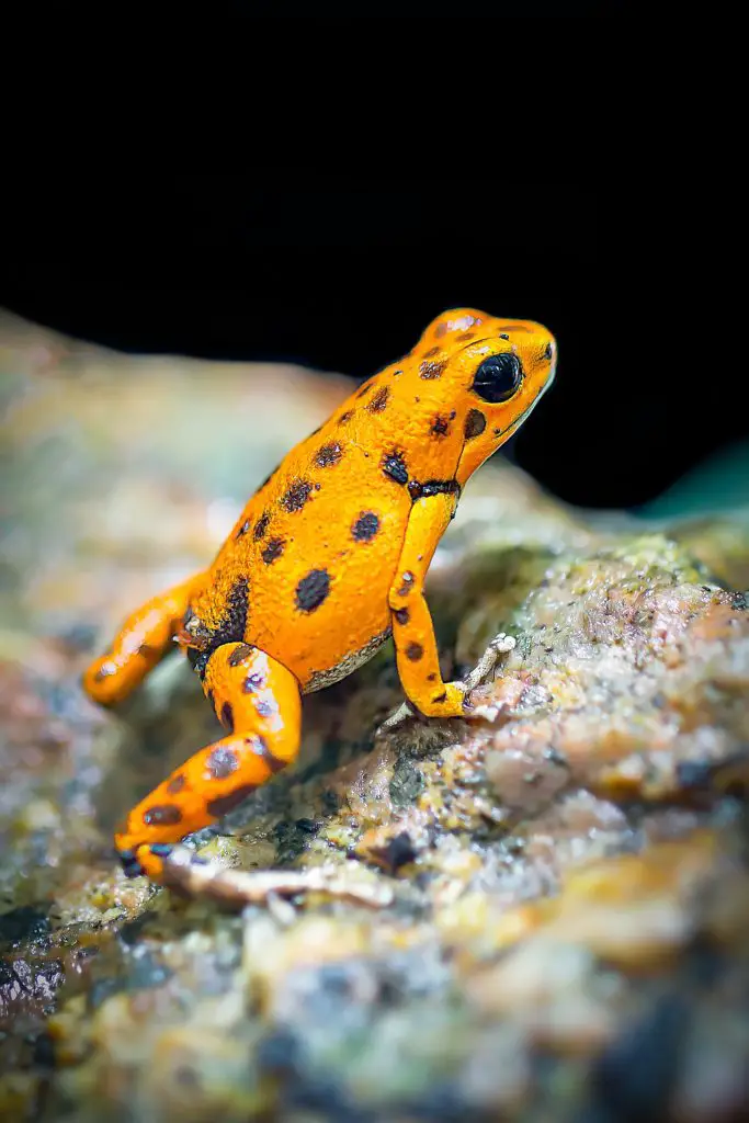 24-interesting-facts-about-poison-dart-frogs-factsking