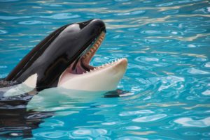 killer whale facts