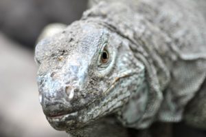 komodo dragons facts