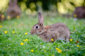 rabbit facts