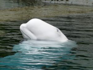 beluga whale facts