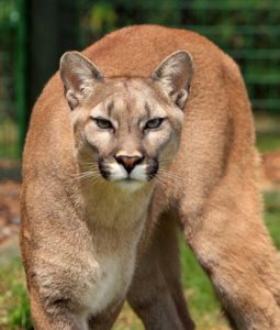 cougar facts