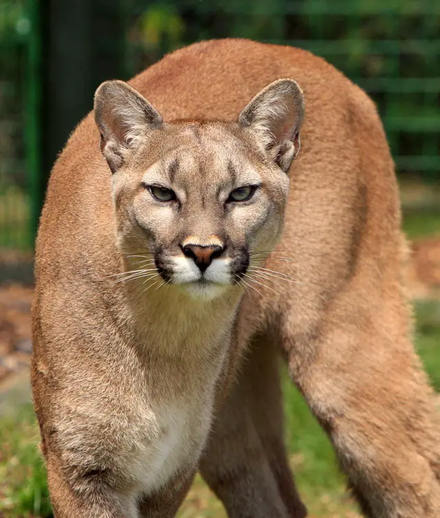 5 Interesting Facts About Cougars