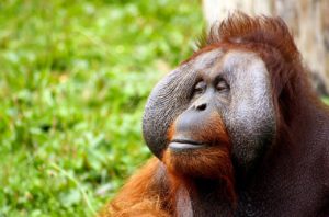 orangutan facts