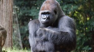 gorilla facts