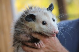 opossum facts