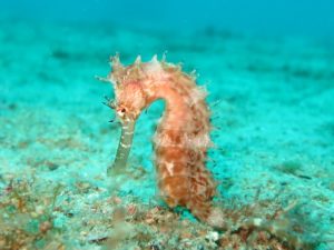 seahorse facts