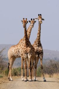 giraffe facts