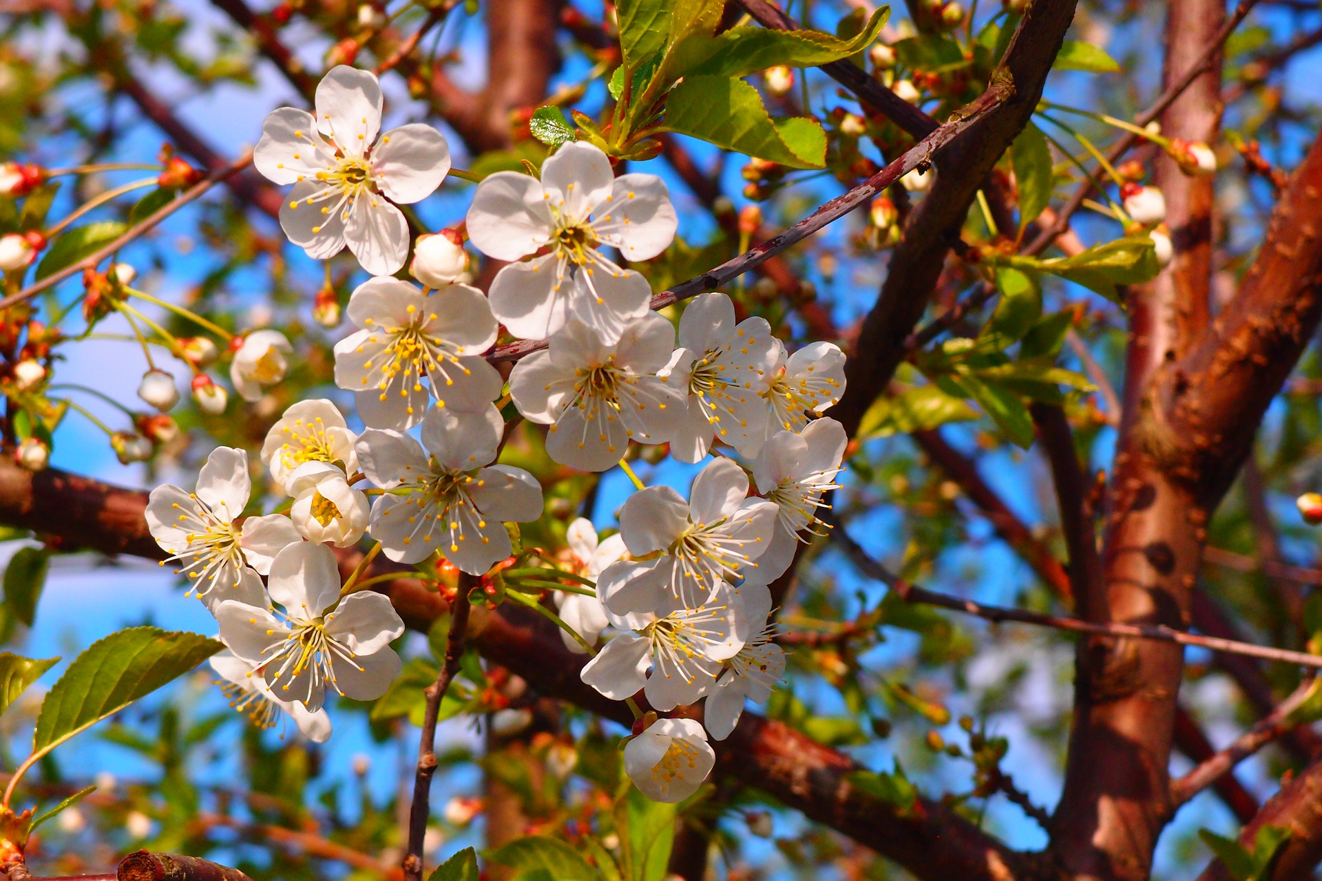 Цветущая 17. Церковь цветёт яблоня. CRP_Malus_flowering_024. Яблоня цвету на книге. Кольцо яблоня в цвету 16.