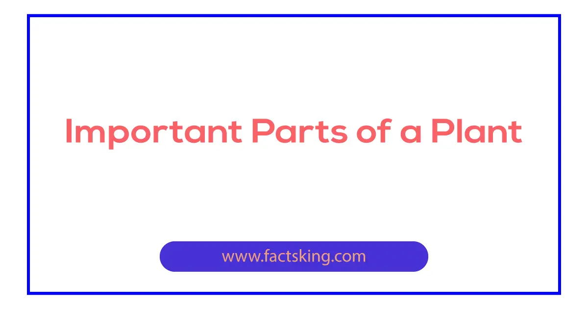 6-important-parts-of-a-plant-factsking