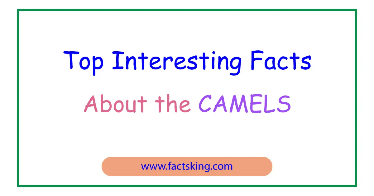 6 Interesting Facts about Camels - FactsKing.com