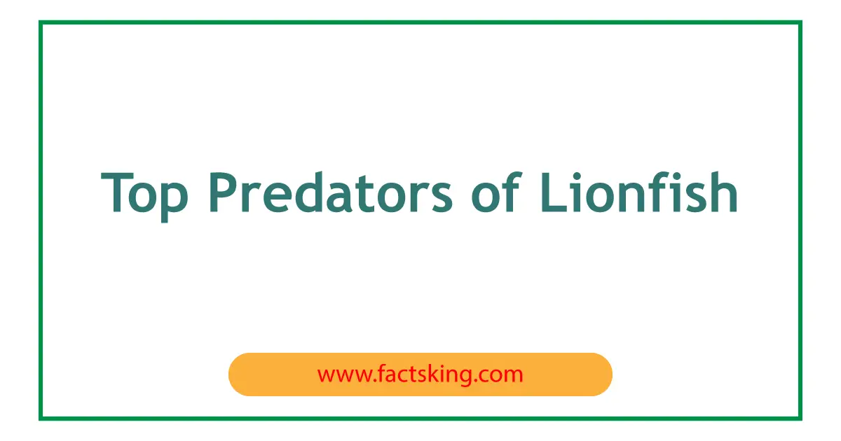 6 Top Predators of Lionfish that Eat Lionfish - FactsKing.com