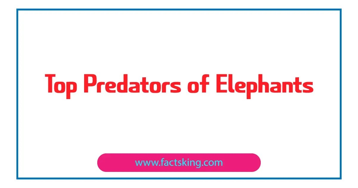 Top 5 Predators of Elephants that Eat Elephants - FactsKing.com