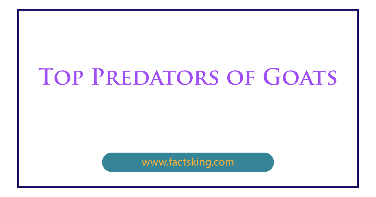 Top 7 Predators of Goats that Eat Goats - FactsKing.com